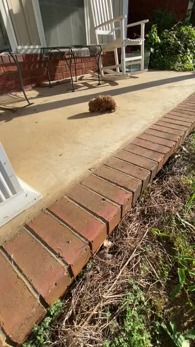 Rose, a female Poodle - Toy  for sale in Pontotoc, MS – 6 of 7