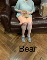 Bear, a male Poodle - Toy  for sale in Pontotoc, MS – 6 of 7