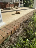 Flop, a male Poodle - Toy  for sale in Pontotoc, MS – 4 of 5