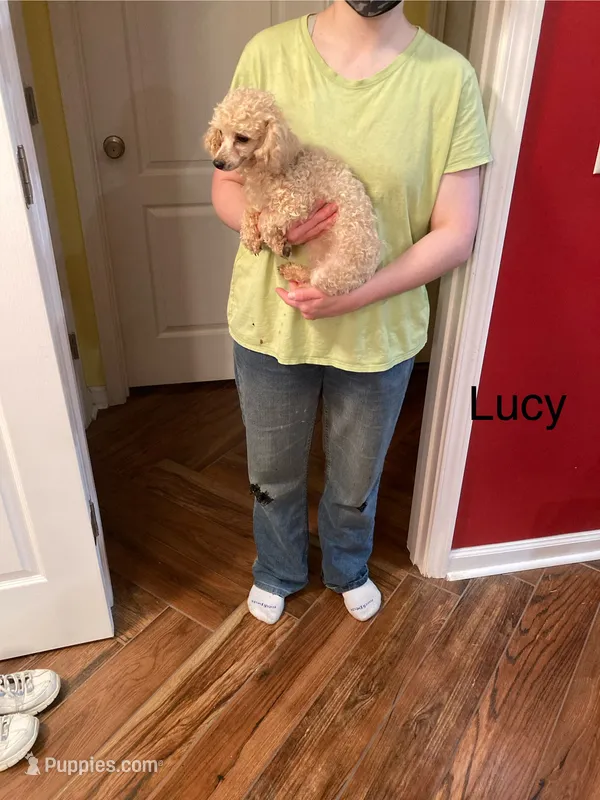Lucy – Poodle - Toy  puppy for sale in Pontotoc, MS