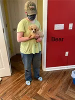 Bear, a male Poodle - Toy  for sale in Pontotoc, MS – 4 of 7