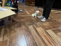 Angel, a female Poodle - Toy  for sale in Pontotoc, MS – 2 of 3