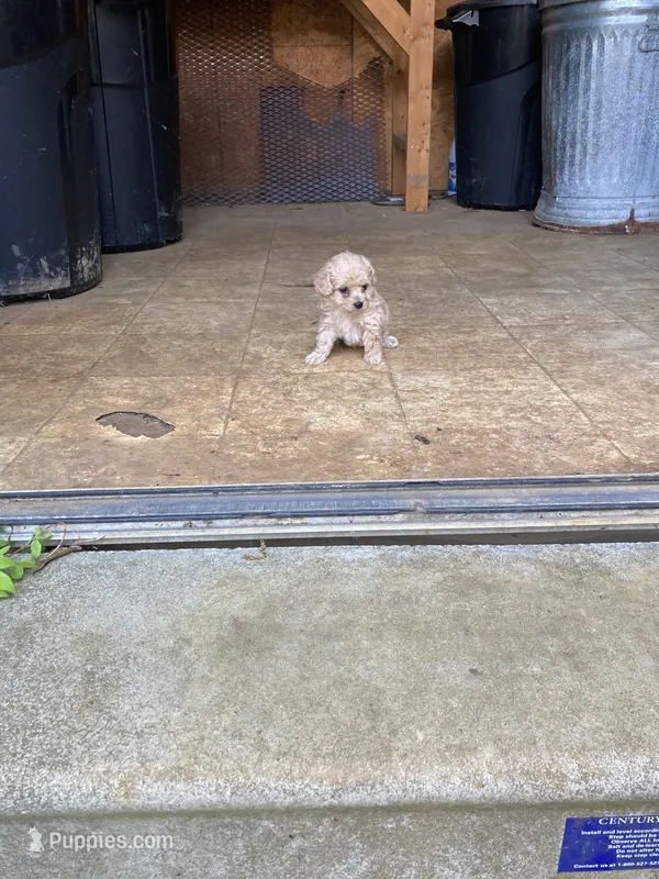 Puppy – Poodle - Toy  puppy for sale in Pontotoc, MS