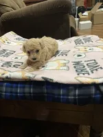 Puppy, a male Poodle - Toy  for sale in Pontotoc, MS – 1 of 1