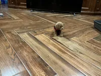 Rose, a female Poodle - Toy  for sale in Pontotoc, MS – 8 of 9