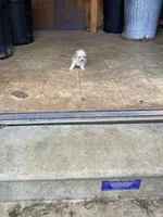 Angel, a female Poodle - Toy  for sale in Pontotoc, MS – 3 of 3