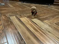 Rose, a female Poodle - Toy  for sale in Pontotoc, MS – 3 of 9
