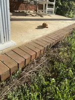 Flop, a male Poodle - Toy  for sale in Pontotoc, MS – 5 of 5