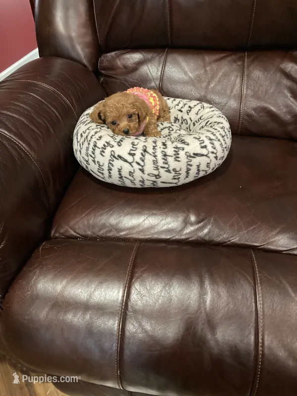 Rose – Poodle - Toy  puppy for sale in Pontotoc, MS