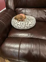 Rose, a female Poodle - Toy  for sale in Pontotoc, MS – 1 of 7