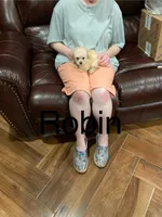 Robin, a male Poodle - Toy  for sale in Pontotoc, MS – 5 of 5