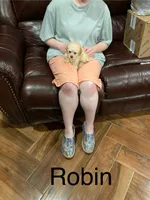 Robin, a male Poodle - Toy  for sale in Pontotoc, MS – 4 of 5