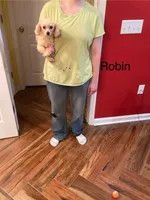 Robin, a male Poodle - Toy  for sale in Pontotoc, MS – 2 of 5