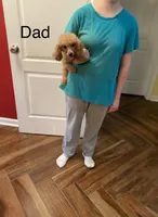 Buddy, a male Poodle - Toy  for sale in Pontotoc, MS – Photo 2 of 3