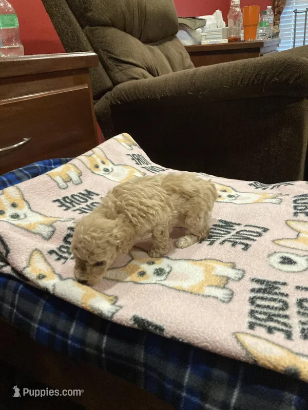 Puppy – Poodle - Toy  puppy for sale in Pontotoc, MS