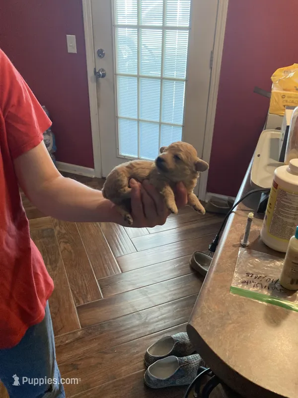 Puppy – Poodle - Toy  puppy for sale in Pontotoc, MS