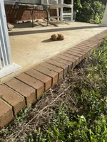Flop, a male Poodle - Toy  for sale in Pontotoc, MS – 3 of 5