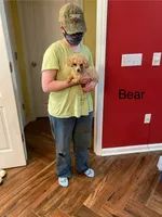 Bear, a male Poodle - Toy  for sale in Pontotoc, MS – 2 of 7