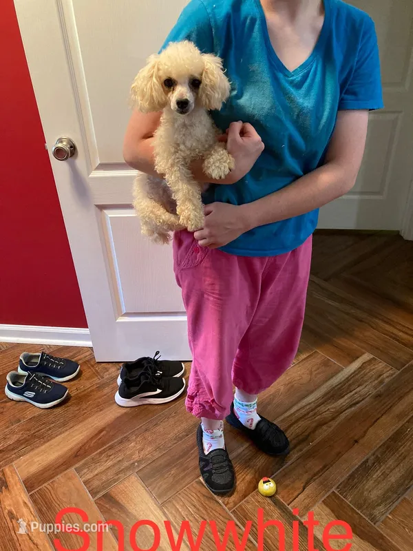 Snow white – Poodle - Toy  puppy for sale in Pontotoc, MS
