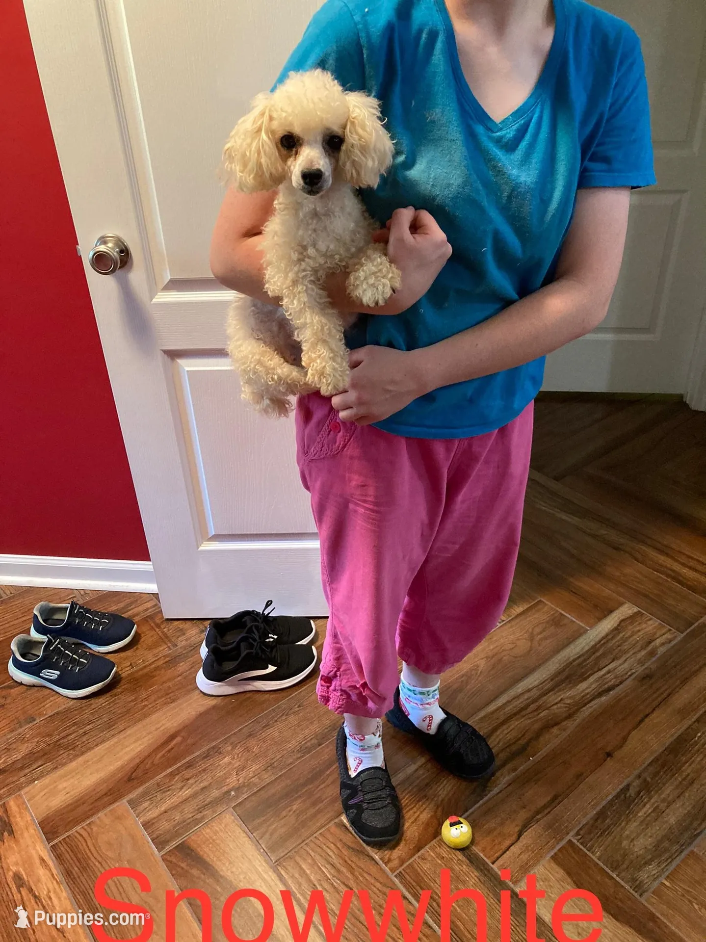 Snow white, a female Poodle - Toy  for sale in Pontotoc, MS – 1 of 2