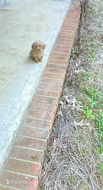 Puppy – Poodle - Toy  puppy for sale in Pontotoc, MS