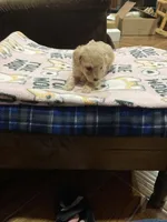 Puppy, a male Poodle - Toy  for sale in Pontotoc, MS – Photo 2 of 4