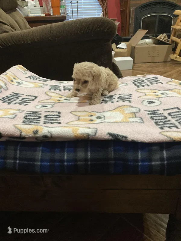 Puppy – Poodle - Toy  puppy for sale in Pontotoc, MS
