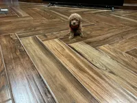 Rose, a female Poodle - Toy  for sale in Pontotoc, MS – 4 of 9