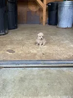 Puppy, a male Poodle - Toy  for sale in Pontotoc, MS – 1 of 1