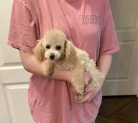 PollyAnn, a female Poodle - Toy  for sale in Pontotoc, MS – 5 of 9