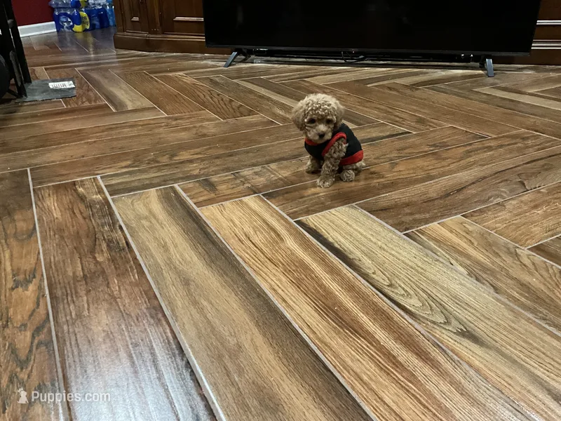 Rose – Poodle - Toy  puppy for sale in Pontotoc, MS