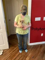 PollyAnn, a female Poodle - Toy  for sale in Pontotoc, MS – 8 of 9