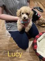 Lucy, a female Poodle - Toy  for sale in Pontotoc, MS – 5 of 6