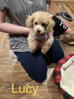 Lucy, a female Poodle - Toy  for sale in Pontotoc, MS – 4 of 6