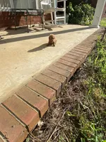 Rose, a female Poodle - Toy  for sale in Pontotoc, MS – 3 of 7