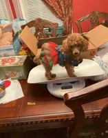 Millie, a female Poodle - Toy  for sale in Pontotoc, MS – 2 of 5