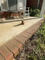 Rose, a female Poodle - Toy  for sale in Pontotoc, MS – 2 of 7