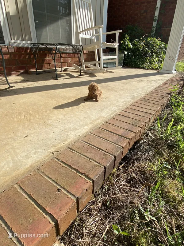 Flip – Poodle - Toy  puppy for sale in Pontotoc, MS