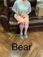 Bear, a male Poodle - Toy  for sale in Pontotoc, MS – 5 of 7