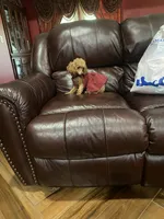 Zoe, a female Poodle - Toy  for sale in Pontotoc, MS – 2 of 2
