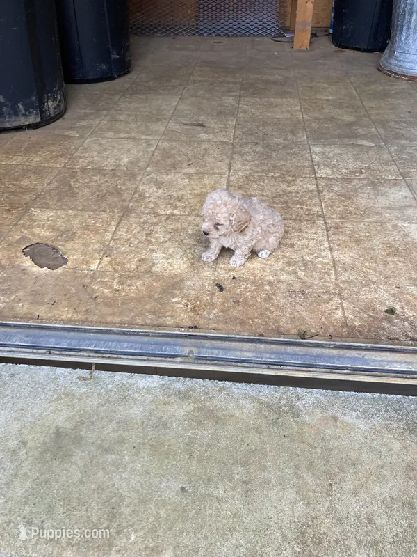 Puppy – Poodle - Toy  puppy for sale in Pontotoc, MS
