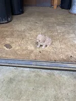 Puppy, a male Poodle - Toy  for sale in Pontotoc, MS – 1 of 1