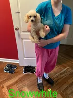 Snow white, a female Poodle - Toy  for sale in Pontotoc, MS – 2 of 2