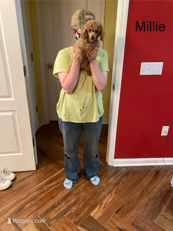 Millie – Poodle - Toy  puppy for sale in Pontotoc, MS