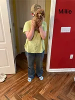 Millie, a female Poodle - Toy  for sale in Pontotoc, MS – 1 of 4