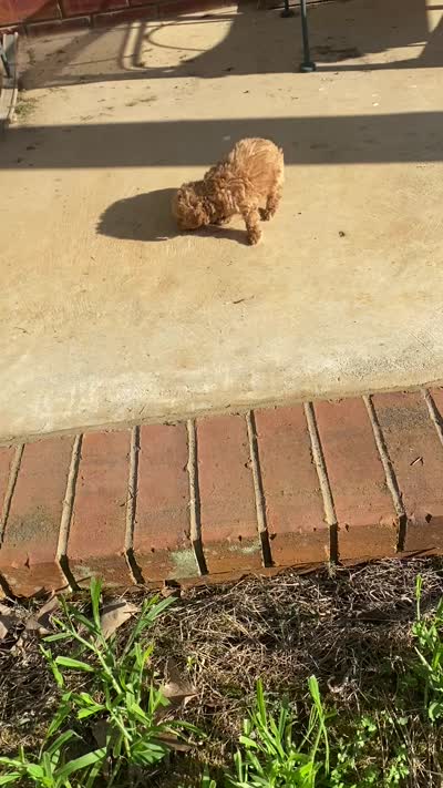 Rose, a female Poodle - Toy  for sale in Pontotoc, MS – 7 of 7
