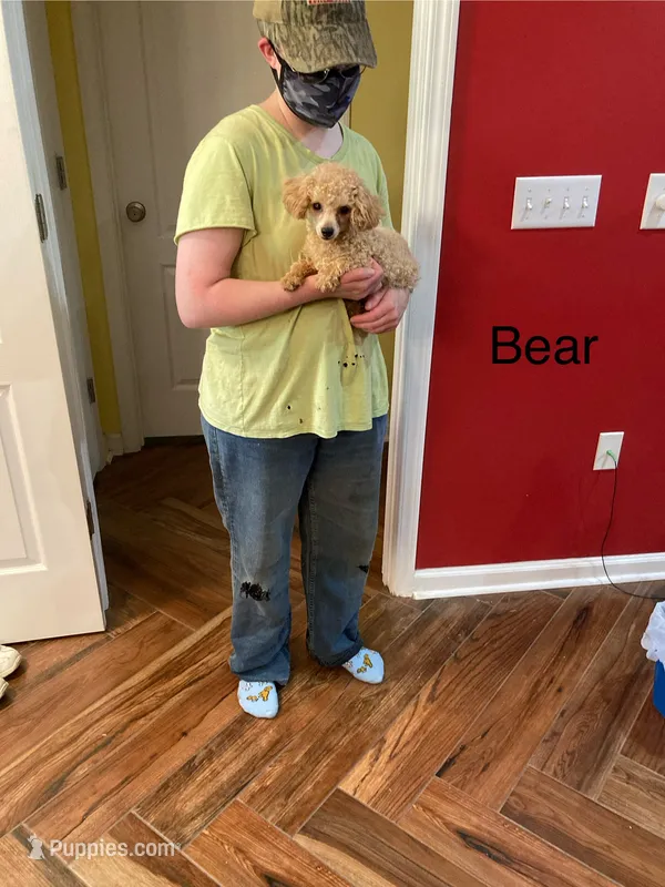 Bear – Poodle - Toy  puppy for sale in Pontotoc, MS