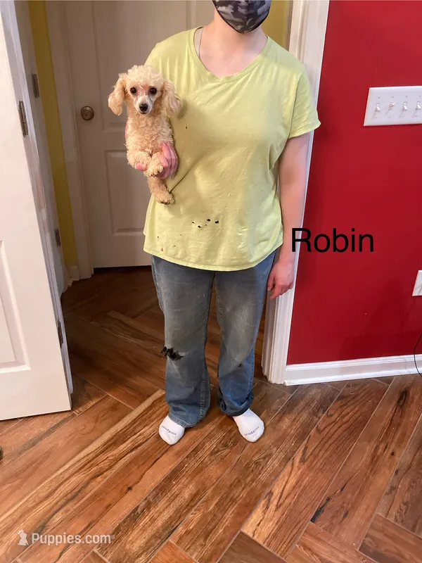 Robin – Poodle - Toy  puppy for sale in Pontotoc, MS