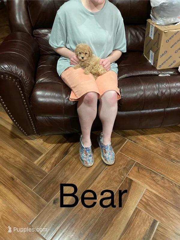 Theodore – Poodle - Toy  puppy for sale in Pontotoc, MS