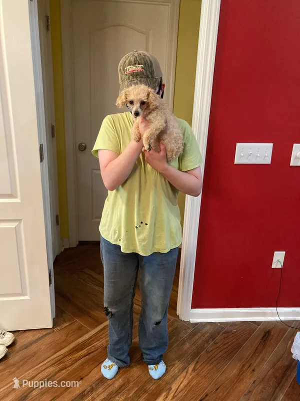 Rose  – Poodle - Toy  puppy for sale in Pontotoc, MS
